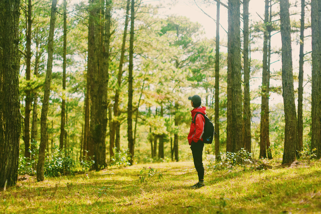 The Power of Forest Bathing